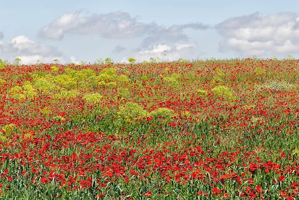 Fez to Ouarzazate and Marrakesh tour scene 3